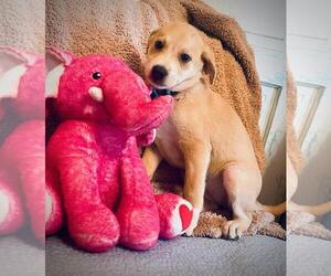 Labrador Retriever-Unknown Mix Dogs for adoption in Rockaway, NJ, USA