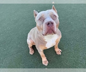 Mutt Dogs for adoption in Martinez, CA, USA