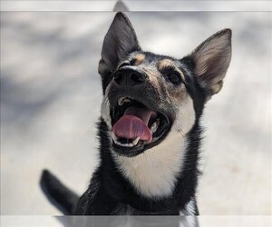 German Shepherd Dog Dogs for adoption in Charlotte, NC, USA