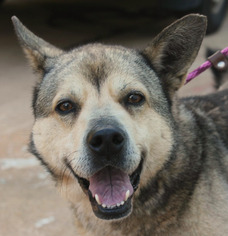 Small Norwegian Elkhound Mix