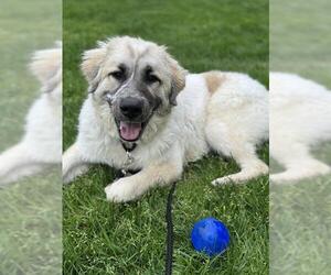 Anatolian Shepherd-Great Pyrenees Mix Dogs for adoption in Dedham, MA, USA