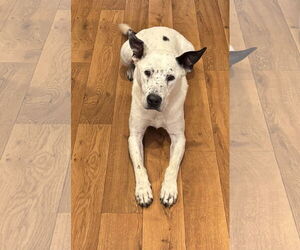 Mutt Dogs for adoption in Harrison, AR, USA