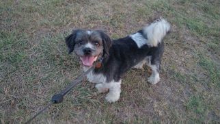 Small Bearded Collie-Lhasa Apso Mix