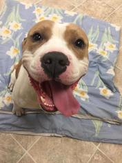 American Bulldog-American Staffordshire Terrier Mix Dogs for adoption in Crown Point, IN, USA