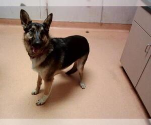 German Shepherd Dog Dogs for adoption in Martinez, CA, USA
