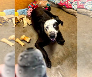 Catahoula Leopard Dog-Mastiff Mix Dogs for adoption in Alexander, AR, USA