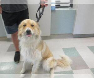 Collie Dogs for adoption in Oklahoma City, OK, USA