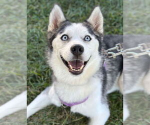 Siberian Husky Dogs for adoption in Matawan, NJ, USA
