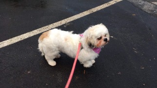 Shih Tzu Dogs for adoption in Rowayton, CT, USA