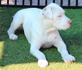 American Pit Bull Terrier Dogs for adoption in Grass Valley, CA, USA
