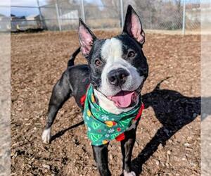 American Staffordshire Terrier Dogs for adoption in Denver, CO, USA