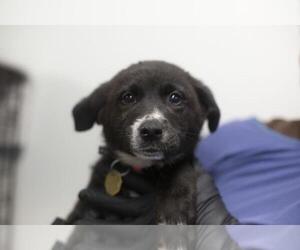Mutt Dogs for adoption in Mountain Home, AR, USA