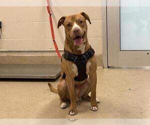 American Staffordshire Terrier-Unknown Mix Dogs for adoption in Grand Prairie, TX, USA