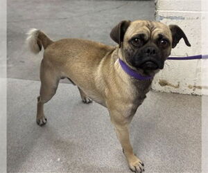 Pug-Unknown Mix Dogs for adoption in San Bernardino, CA, USA