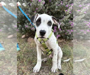 Dalmatian-Unknown Mix Dogs for adoption in Salt Lake City, UT, USA