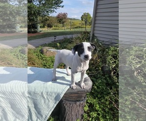 Borador Dogs for adoption in SHERBURNE, NY, USA