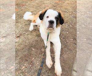 Saint Bernard Dogs for adoption in Shelburne, VT, USA