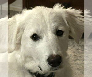 Great Pyrenees Dogs for adoption in Dallas, TX, USA