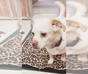 Beagle-Chihuahua Mix Dogs for adoption in Batavia, NY, USA