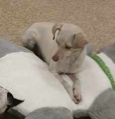 Chihuahua-Unknown Mix Dogs for adoption in Silverlake, WA, USA