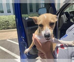 Chihuahua Dogs for adoption in San Antonio, TX, USA