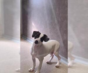 Rat Terrier-Unknown Mix Dogs for adoption in Oskaloosa, IA, USA