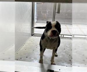American Pit Bull Terrier Dogs for adoption in Downey, CA, USA
