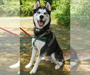 - Mix Dogs for adoption in Lawrenceville, NJ, USA