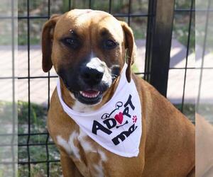 American Staffordshire Terrier-Unknown Mix Dogs for adoption in San Antonio, TX, USA