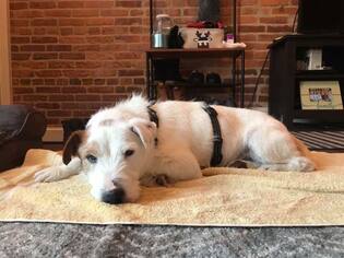 Jack Russell Terrier Dogs for adoption in Brookeville, MD, USA