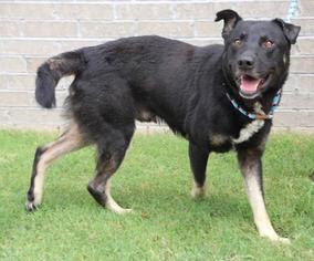 Shepweiller Dogs for adoption in Little Rock, AR, USA