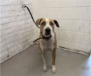 American Pit Bull Terrier Dogs for adoption in San Bernardino, CA, USA