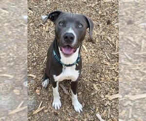 American Pit Bull Terrier-Catahoula Leopard Dog Mix Dogs for adoption in South Lake Tahoe, CA, USA
