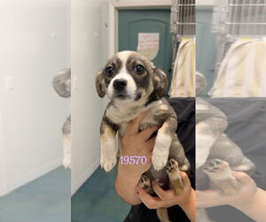 Pembroke Welsh Corgi-Unknown Mix Dogs for adoption in Chico, CA, USA