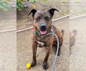 Chinese Shar-Pei-Unknown Mix Dogs for adoption in Sacramento, CA, USA