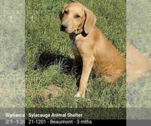 Redbone Coonhound Dogs for adoption in New Smyrna Beach, FL, USA