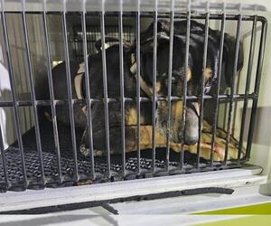 Shepweiller Dogs for adoption in Pasadena, CA, USA