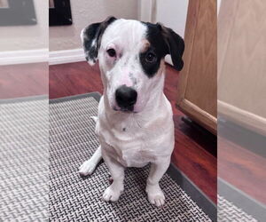 American Staffordshire Terrier-Unknown Mix Dogs for adoption in Lake Forest, CA, USA