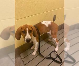 Treeing Walker Coonhound Dogs for adoption in Forestville, MD, USA