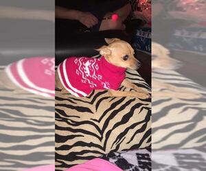 Chihuahua-Unknown Mix Dogs for adoption in San Antonio, TX, USA