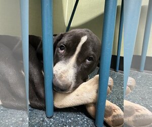 Greater Swiss Mountain Dog-Unknown Mix Dogs for adoption in Chico, CA, USA