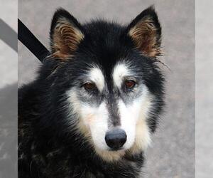 Alaskan Malamute-Huskies  Mix Dogs for adoption in Huntley, IL, USA