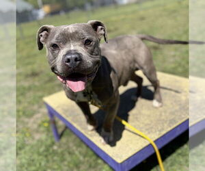 American Pit Bull Terrier-Unknown Mix Dogs for adoption in Virginia Beach, VA, USA