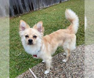 Pomeranian-Unknown Mix Dogs for adoption in Katy, TX, USA