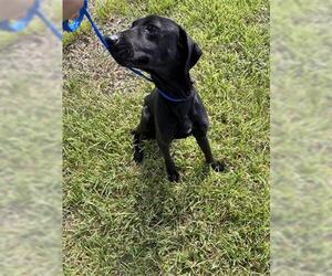 Labrador Retriever Dogs for adoption in Houston, TX, USA