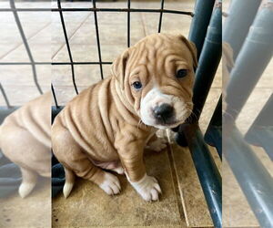 American Pit Bull Terrier-American Staffordshire Terrier Mix Dogs for adoption in Brewster, NY, USA