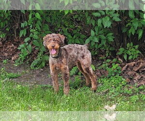 Poodle (Miniature) Dogs for adoption in St. Louis Park, MN, USA