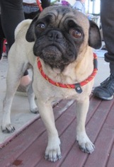 Medium Photo #1 Pug Puppy For Sale in Von Ormy, TX, USA
