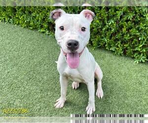 American Pit Bull Terrier Dogs for adoption in West Palm Beach, FL, USA