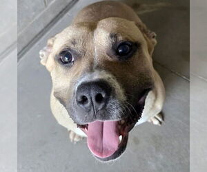 Bulldog-Unknown Mix Dogs for adoption in Jefferson, WI, USA
